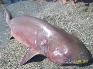 Ritrovata la carcassa di uno squalo sulla spiaggia di Siderno