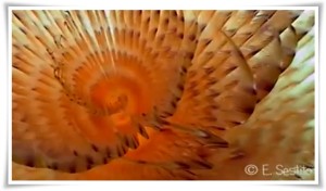 VIDEO | Soverato – “Baia dell’Ippocampo”