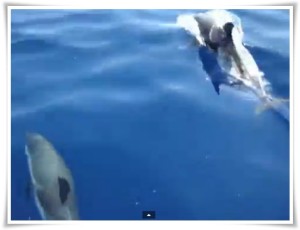 VIDEO | Straordinario incontro con decine di delfini nel mare di Soverato