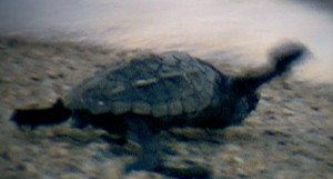 VIDEO | “Birth of a turtle” Short movie/documentario su una piccola tartaruga