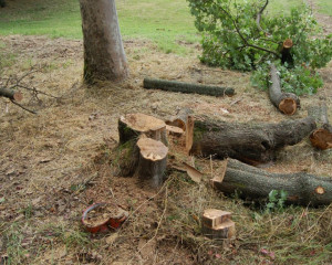 Serra San Bruno – Petizione online per non tagliare 2603 alberi
