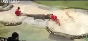 VIDEO | Alligatore attacca un uomo