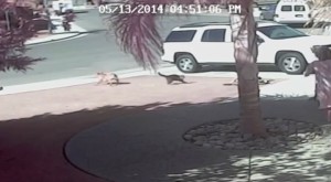 VIDEO | Gatto salva un bambino dall’attacco di un cane