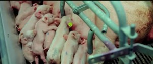 VIDEO | Il mercato dell’orrore, quando gli animali diventano un prodotto