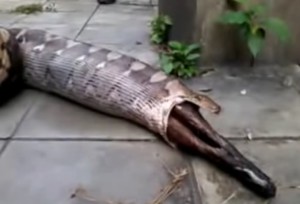 VIDEO | Ecco cosa hanno trovato nello stomaco di questo serpente