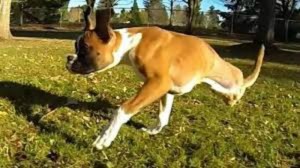 VIDEO – Duncan, il cane con 2 sole zampe ma tanta voglia di vivere