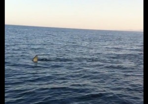 VIDEO | Avvistato squalo a Catanzaro Lido