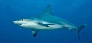 VIDEO | Avvistamento squalo nel mare di Catanzaro Lido