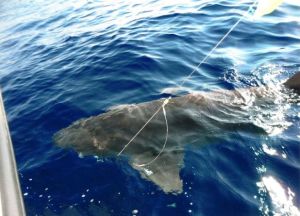 FOTO | Riace, pescato uno squalo di 400 chili!