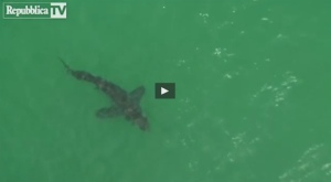 VIDEO | Australia – Uno squalo bianco attacca e uccide un surfista