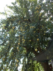 Albero di pero Viteralise in via di estinzione