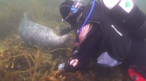 VIDEO | Sub incontra una foca in Sicilia, lei si avvicina e si fa coccolare