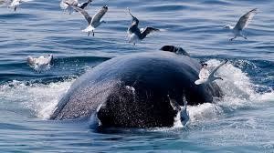 Gabbiani killer, una minaccia per le balene e non solo