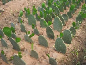 Gli incredibili benefici per la salute di mangiare il Cactus
