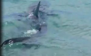 Nuovi avvistamenti di squali nei mari della Calabria