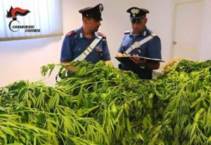Coltivavano piantagione di marijuana, due arresti