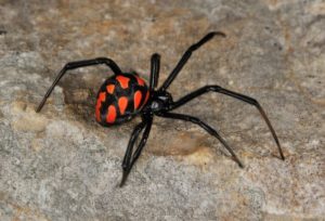 Un ragno “vedova nera” punge 50enne, antidoto giunto da Milano con un volo di linea lo salva