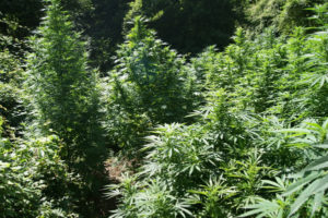 Scoperte due piantagioni di cannabis nel catanzarese, 450 piante sequestrate