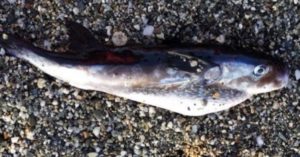 Scatta in Calabria l’allarme per il “pesce-palla maculato”: è una delle specie tropicali più tossiche e sta invadendo il Mediterraneo