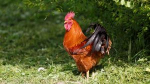Australia: donna uccisa da un gallo