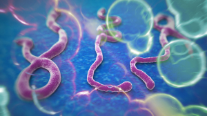Asp Catanzaro – Attivate le procedure in tema di “Emergenza Ebola”