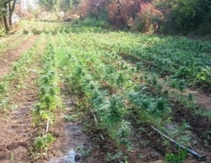 Operazione “Sempre verde”, sequestrate 12 mila piante di canapa